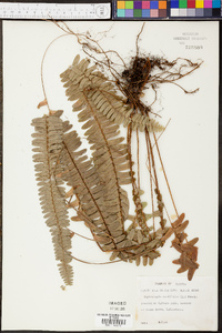 Nephrolepis cordifolia image