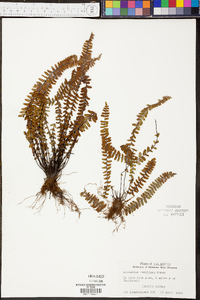 Asplenium resiliens image