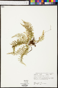 Asplenium verecundum image