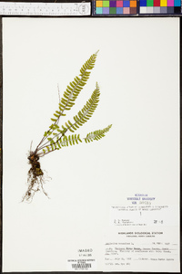 Asplenium monanthes image