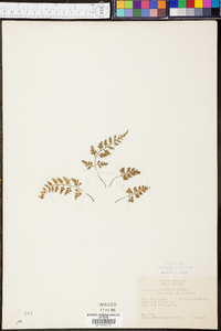 Asplenium montanum image