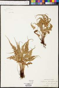 Asplenium pinnatifidum image