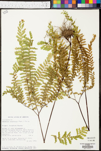 Adiantum aleuticum image