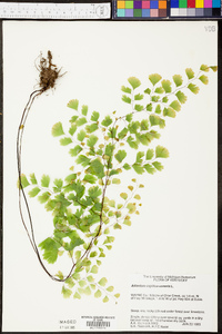 Adiantum capillus-veneris image