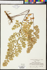 Adiantum capillus-veneris image