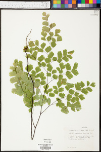 Adiantum tenerum image