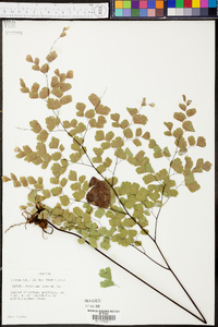 Adiantum tenerum image