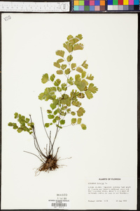 Adiantum tenerum image