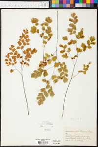 Adiantum tenerum image