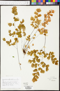 Adiantum tenerum image