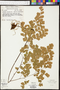 Adiantum tenerum image