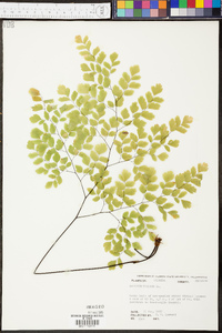 Adiantum tenerum image