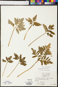 Sceptridium biternatum image