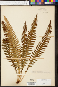 Blechnum blechnoides image