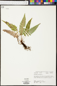 Blechnum occidentale image