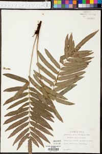 Blechnum serrulatum image