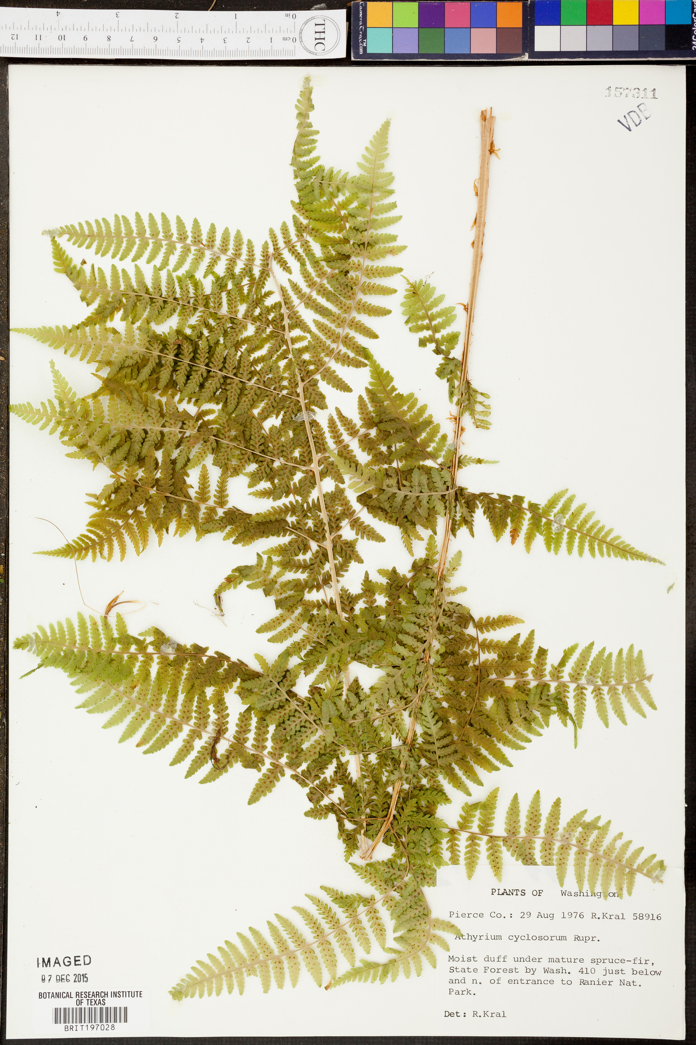 Athyrium cyclosorum image