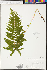 Athyrium pycnocarpon image