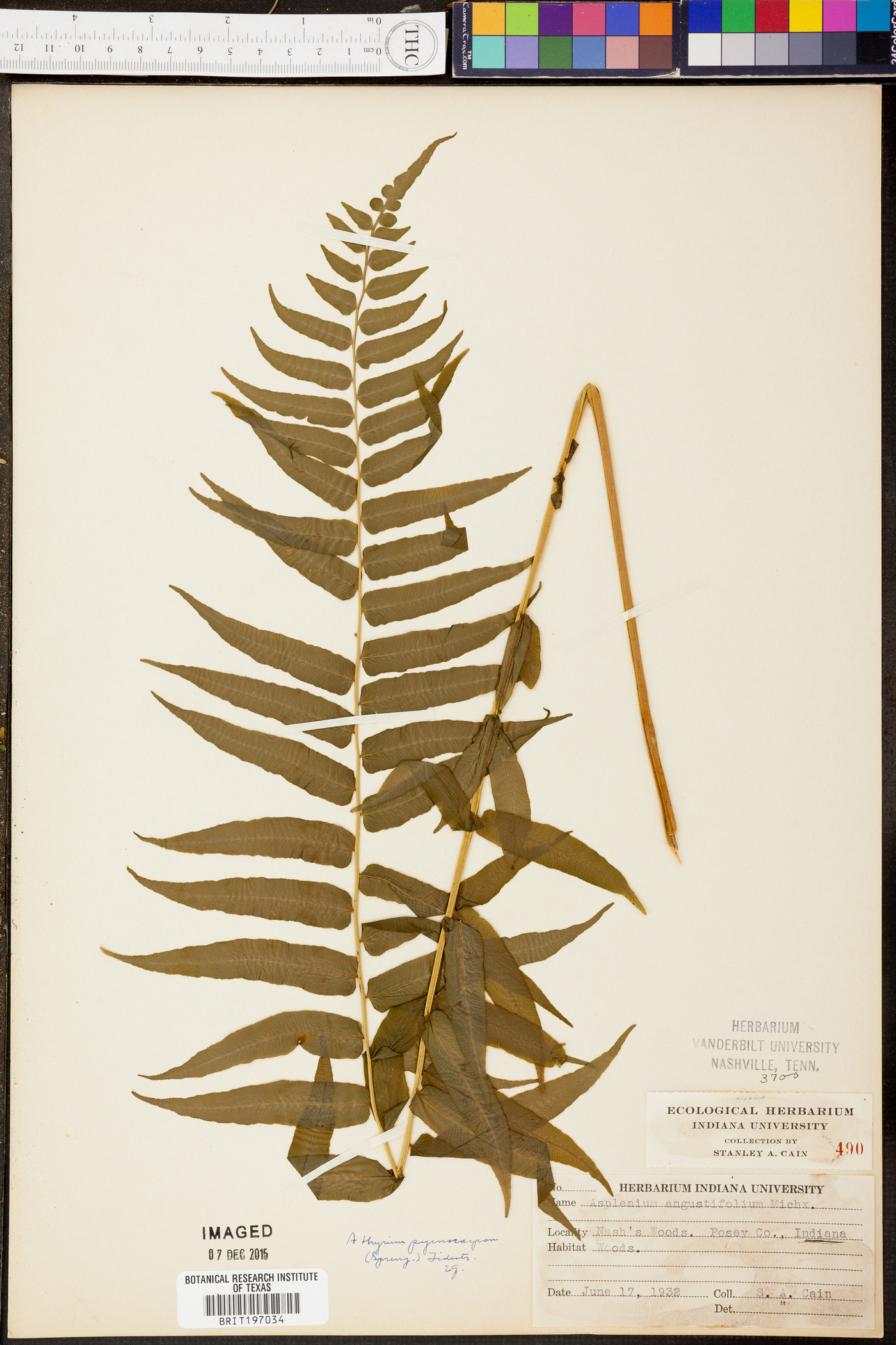 Athyrium pycnocarpon image