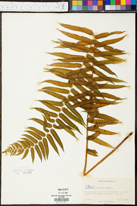 Athyrium pycnocarpon image