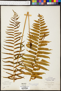 Athyrium pycnocarpon image