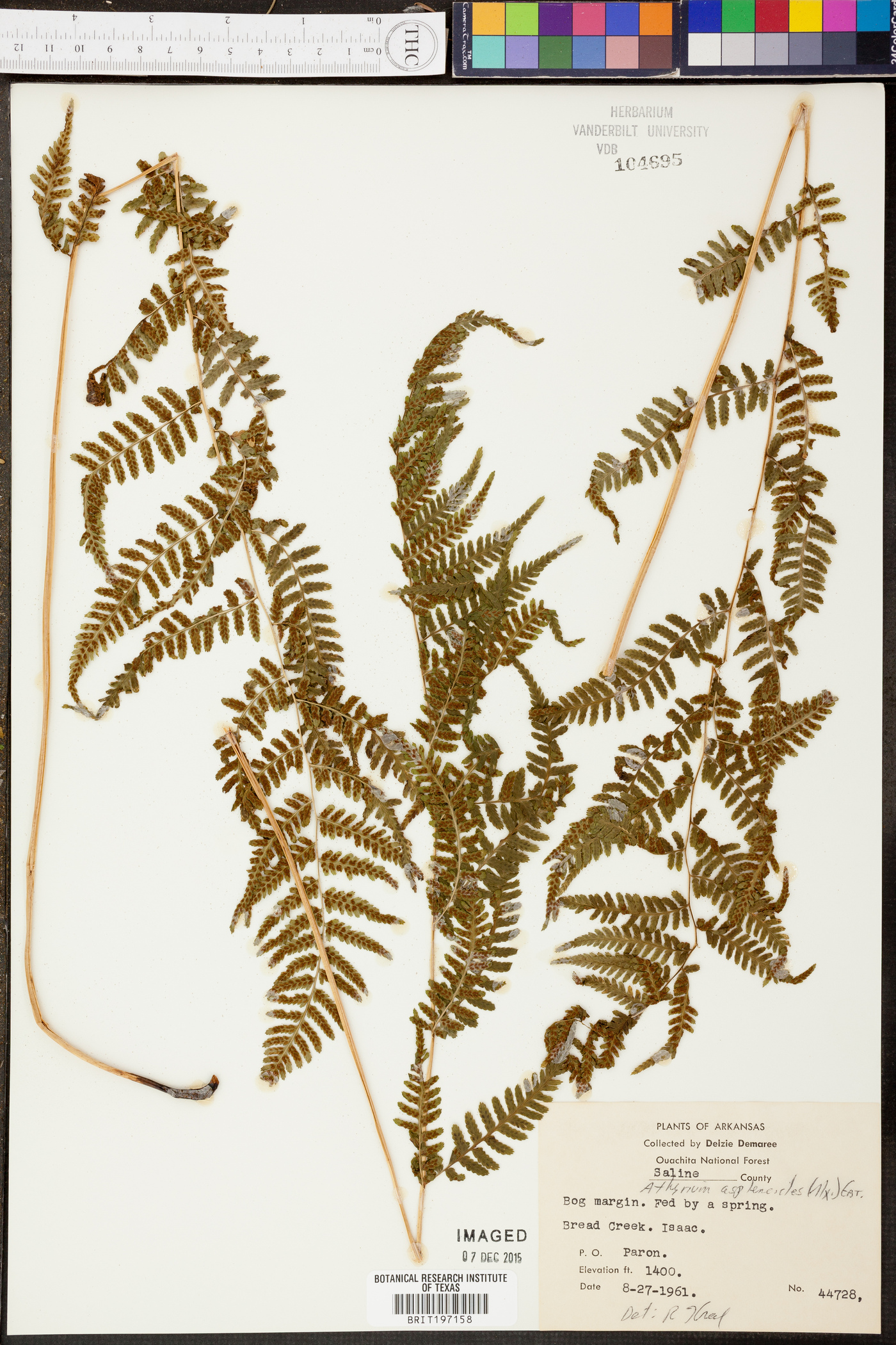 Athyrium asplenoides image