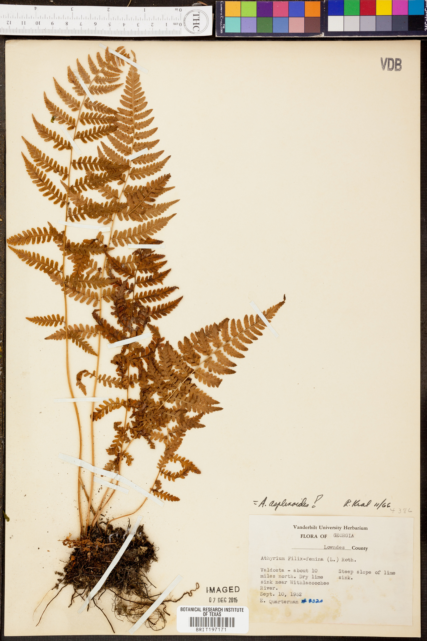 Athyrium asplenoides image