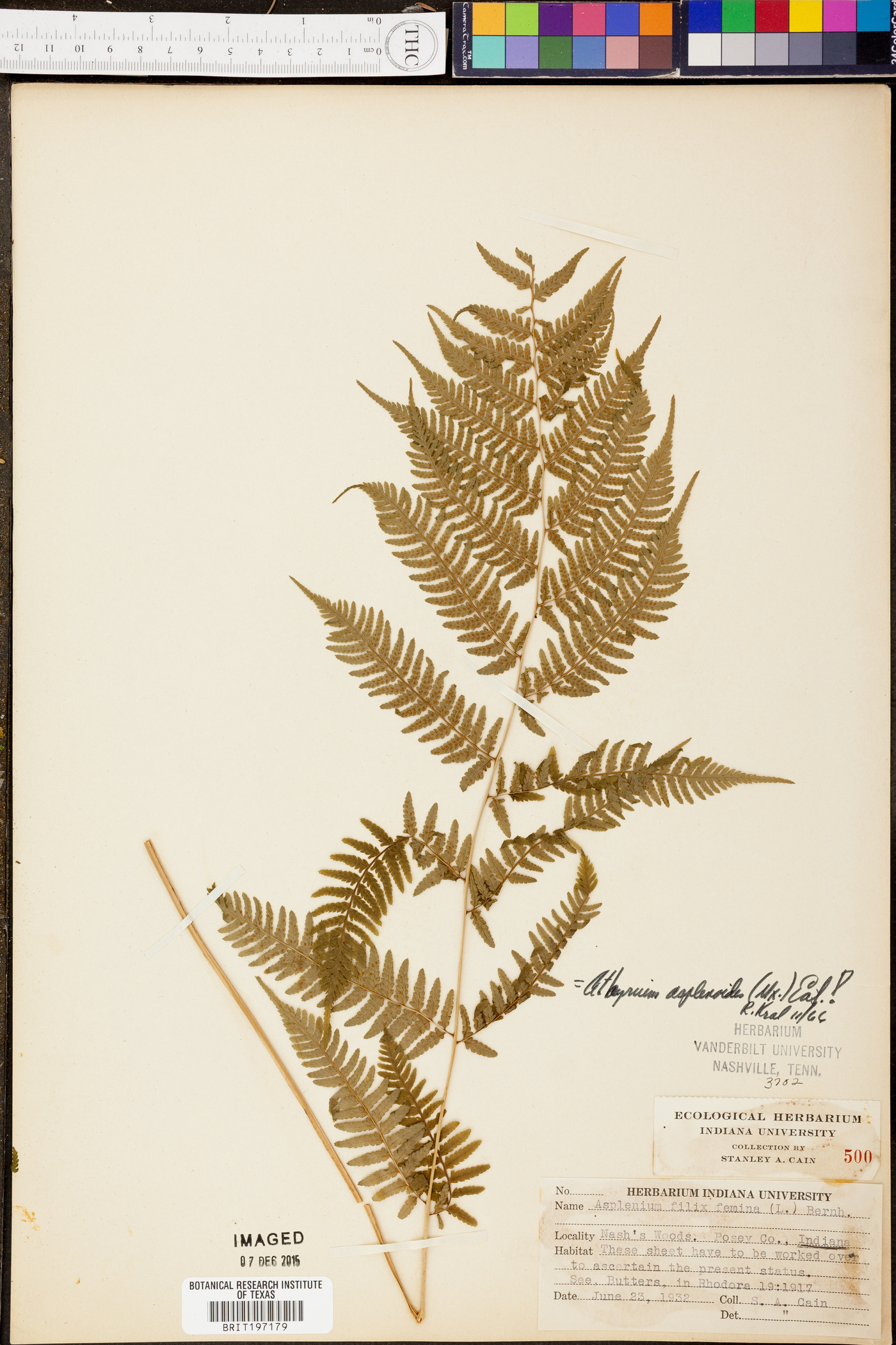 Athyrium asplenoides image