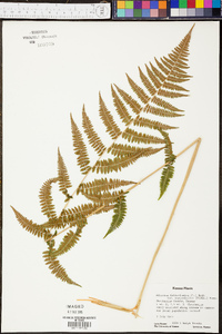 Athyrium filix-femina var. asplenioides image