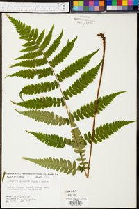 Deparia japonica image