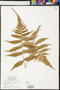 Deparia japonica image