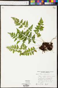 Cystopteris protrusa image