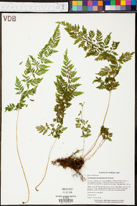 Cystopteris × tennesseensis image