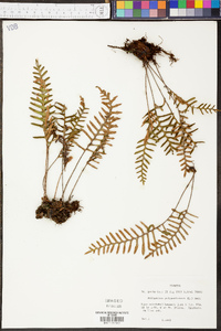 Polypodium polypodioides image