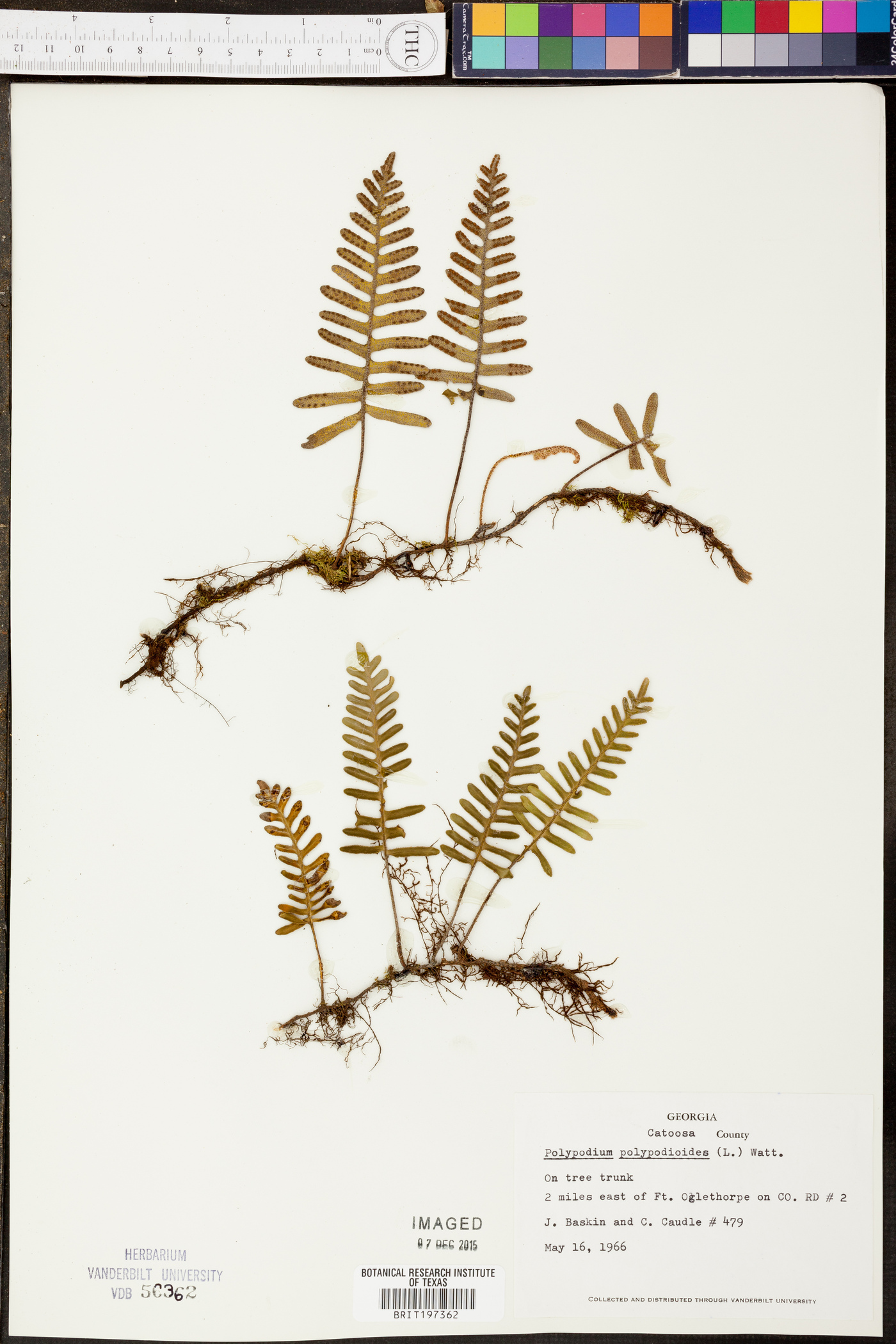 Polypodium polypodioides image