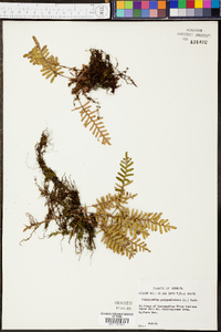 Polypodium polypodioides image