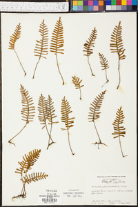 Polypodium polypodioides image