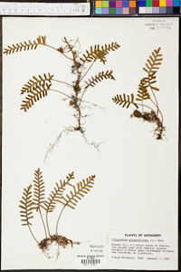 Polypodium polypodioides image