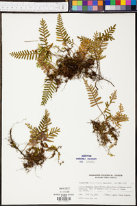 Polypodium polypodioides image