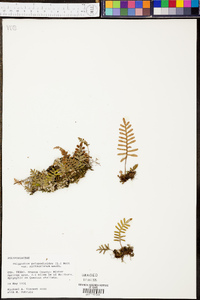 Pleopeltis polypodioides subsp. michauxiana image