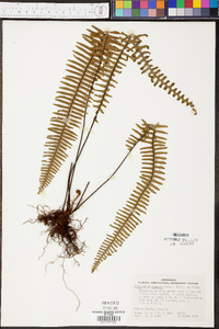 Polypodium plumula image