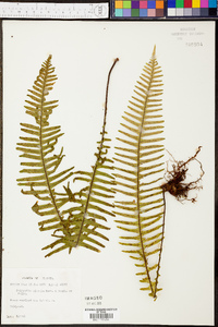 Polypodium plumula image