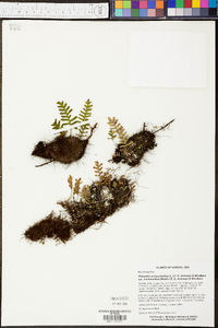 Pleopeltis polypodioides image