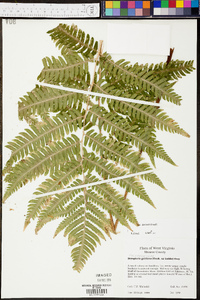 Dryopteris goldieana image