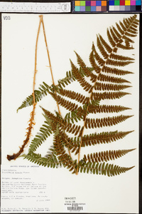 Dryopteris arguta image