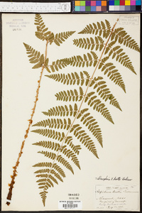 Dryopteris × boottii image