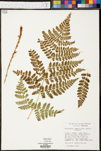 Dryopteris campyloptera image