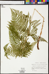 Dryopteris campyloptera image