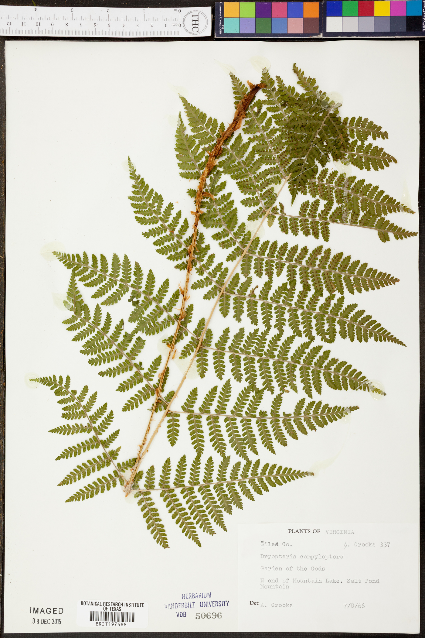 Dryopteris campyloptera image