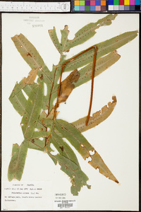 Phlebodium aureum image